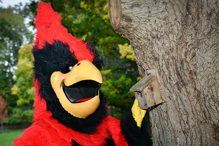 Cardinal mascot looking into a birdhouse.
